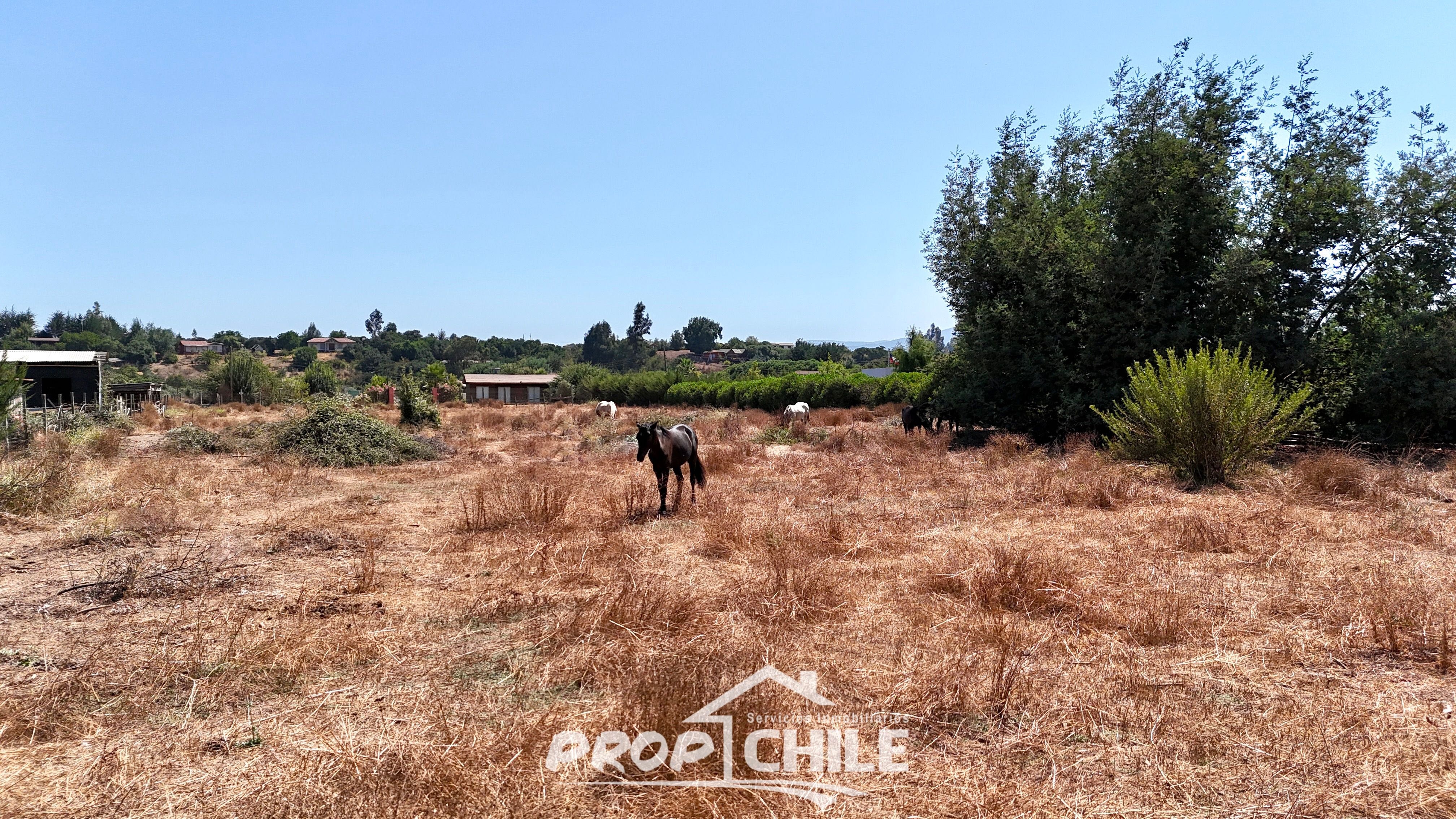 Parcela 5.000 m2 en VENTA, Puchuncaví. - Miniatura 3