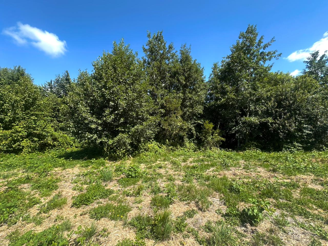 TERRENO DE MEDIA HECTAREA CON AGUA Y LUZ ISLA HUAPE ARIQUE - Miniatura 6