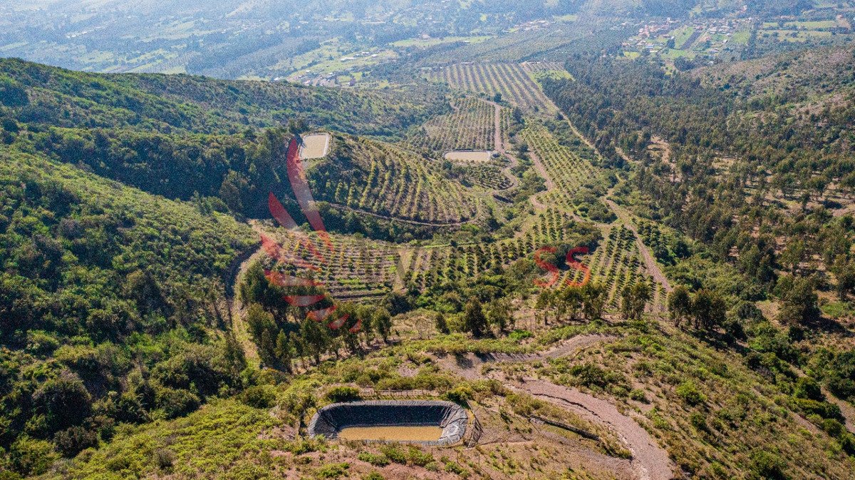 Hectáreas Agrícolas En Producción