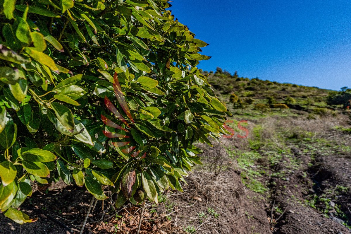 Hectáreas Agrícolas En Producción - Miniatura 2