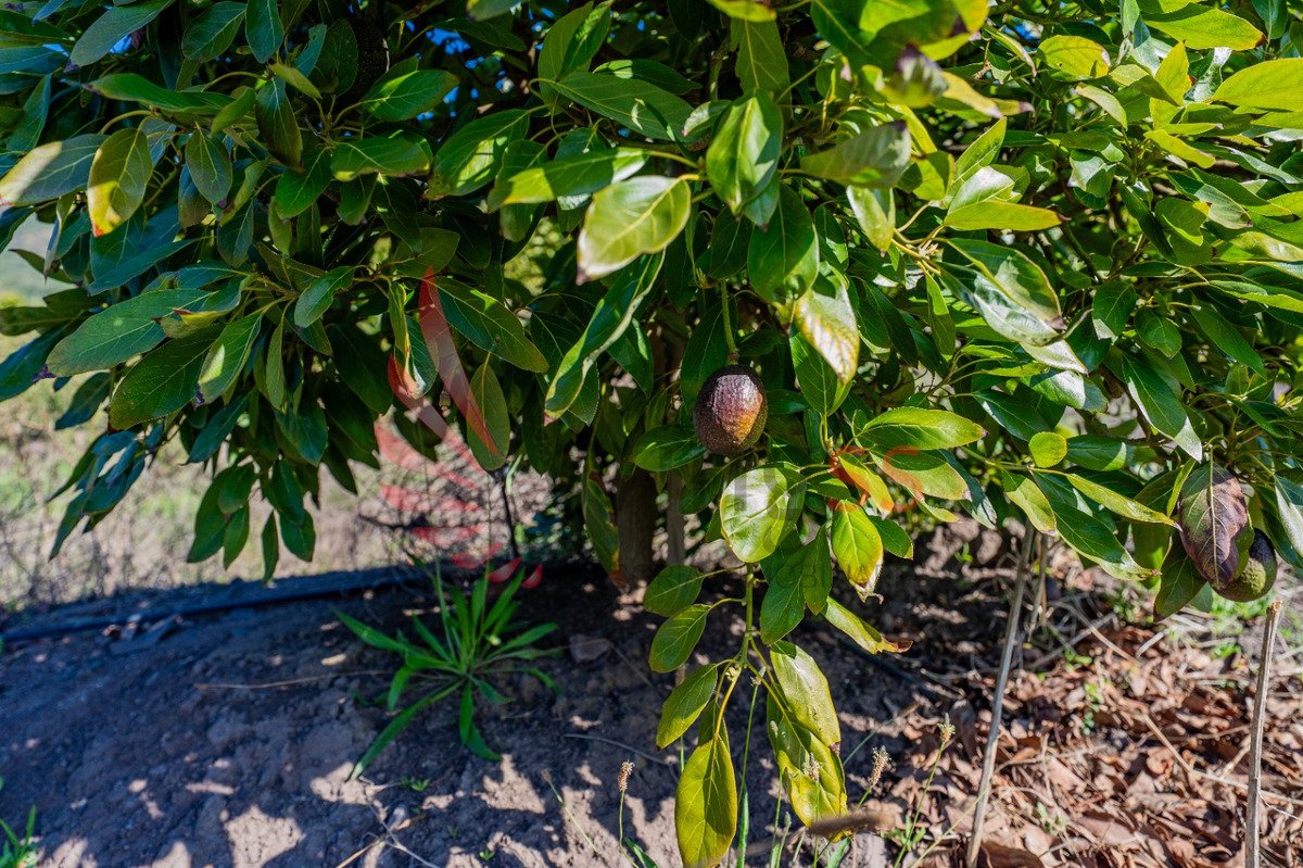 Hectáreas Agrícolas En Producción - Miniatura 4