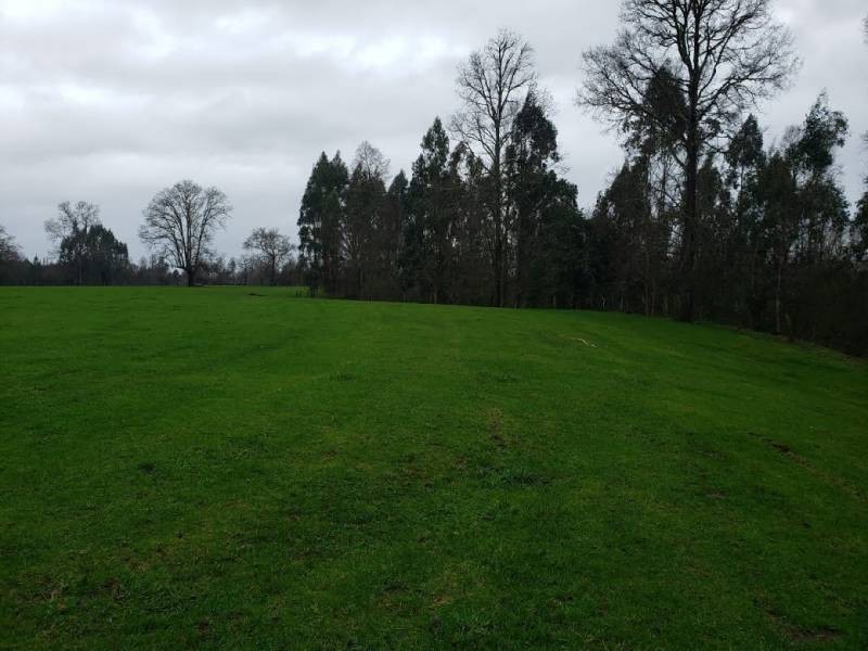 PARCELAS DE AGRADO A 25 MINUTOS DE VALDIVIA - Miniatura 6