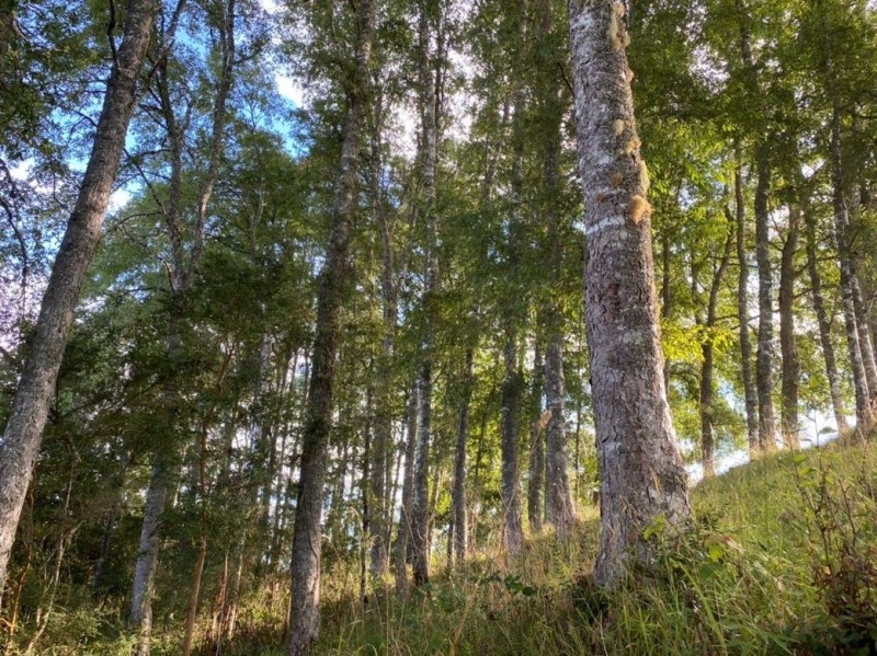 LINDO TERRENO DE MAS DE MEDIA HECTAREA PUFUDI - Miniatura 3