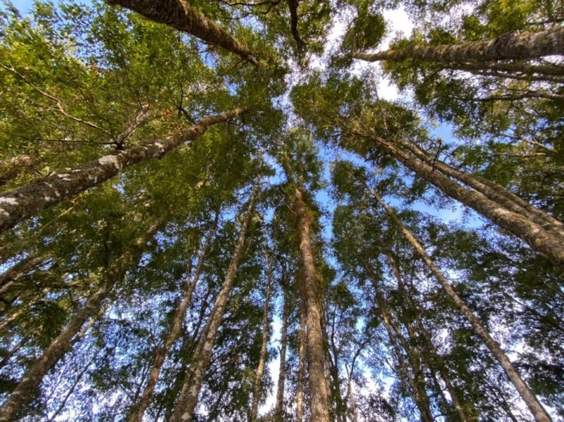 LINDO TERRENO DE MAS DE MEDIA HECTAREA PUFUDI - Miniatura 4
