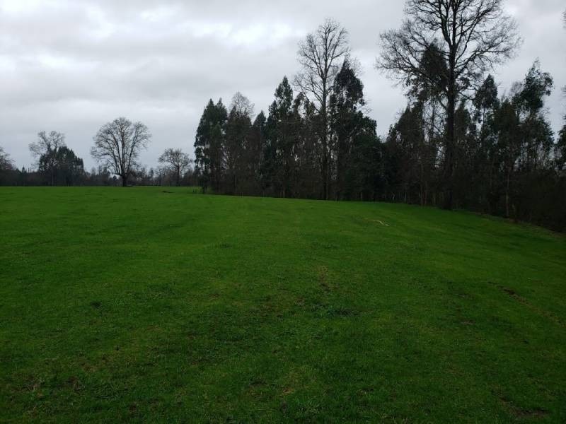 SE VENDE PARCELA DE MEDIA HECTAREA SECTOR PUFUDI. - Miniatura 5