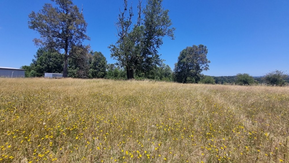 MEDIA HECTAREA CON 35 MTS DE FRENTE CARRETERA - Miniatura 2