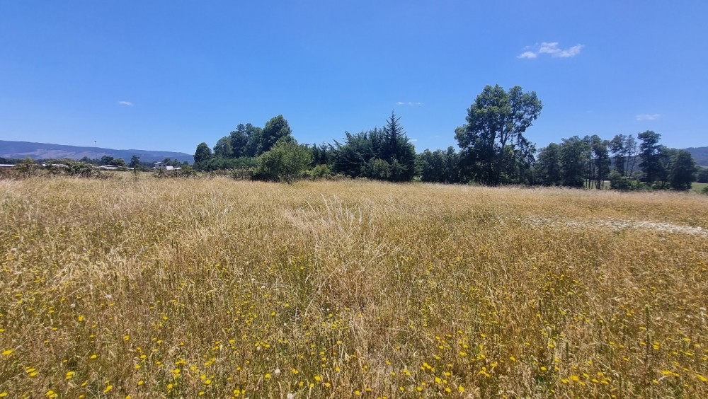 MEDIA HECTAREA CON 35 MTS DE FRENTE CARRETERA - Miniatura 3