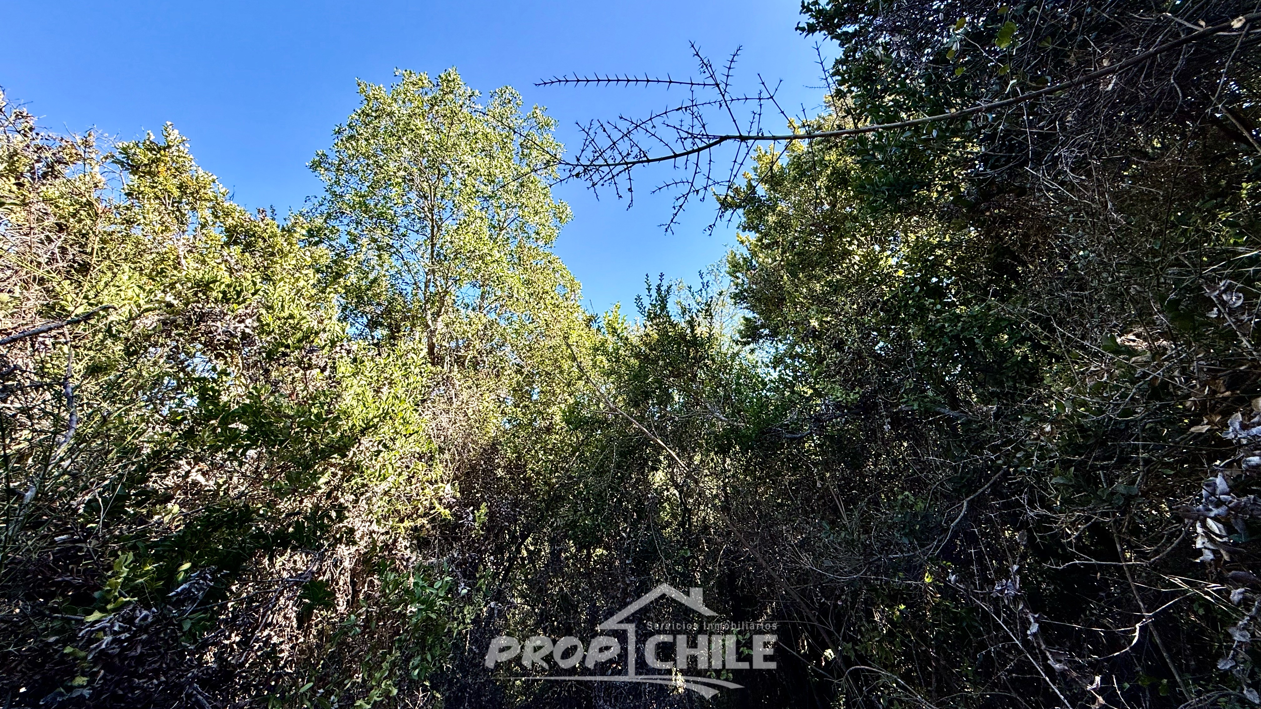 En VENTA Parcela 5.000 m2, Melosilla, Valparaíso - Miniatura 6